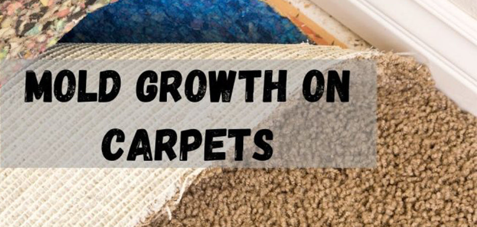 Something You Need to Know about Carpet Mold